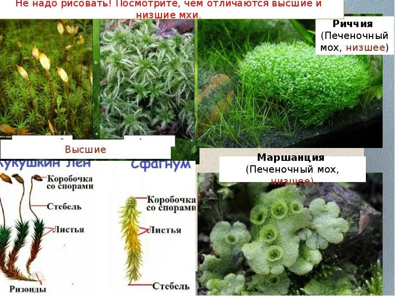 К мохообразным относятся. Маршанция мох. Печеночный мох маршанция. Риччия и маршанция. Мох риччия.