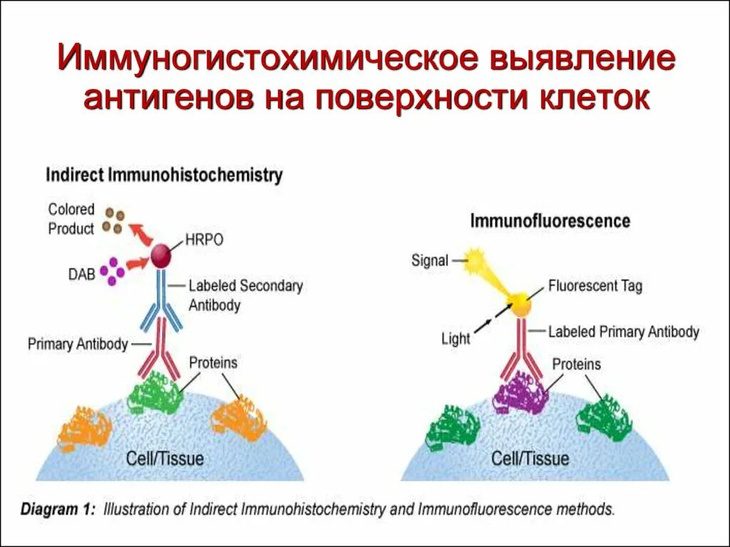 Иммуногистохимические маркеры. Иммуногистохимия принцип метода. Иммуногистохимический метод исследования схема. Прямой метод иммуногистохимии схема. Иммуногистохимические методы исследований – принцип метода.