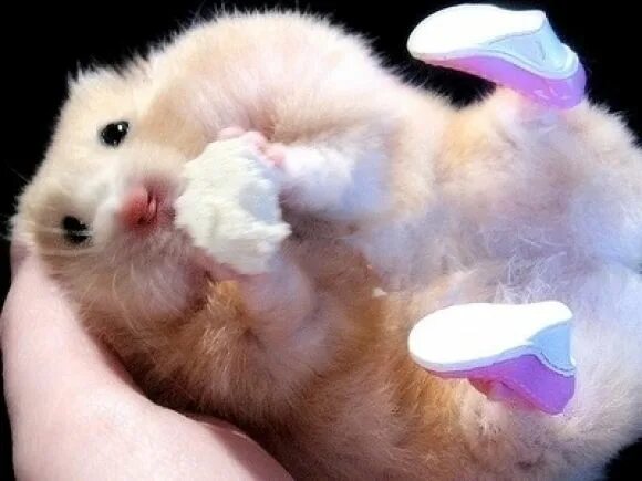 07. Hamster 13. Hamster 13. Хомяк улыбается. 07.