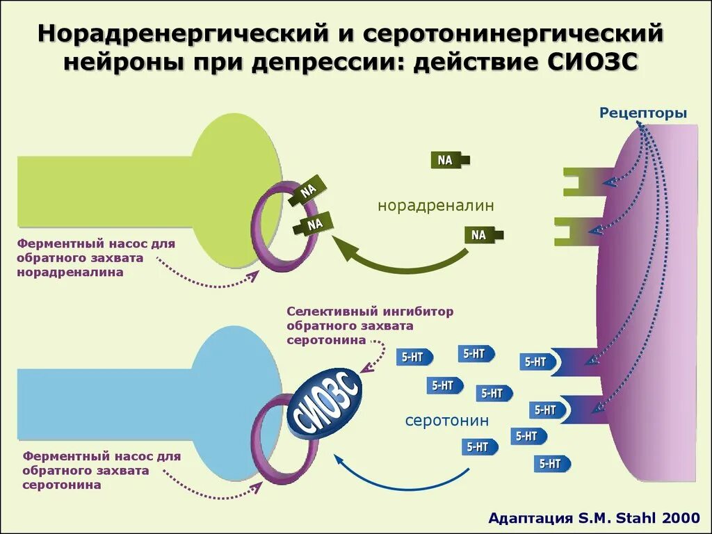 Селективные антидепрессанты. Ингибиторы обратного захвата серотонина механизм действия. Ингибиторы обратного захвата норадреналина препараты. Механизм действия антидепрессантов схема. Схема обратного захвата серотонина.