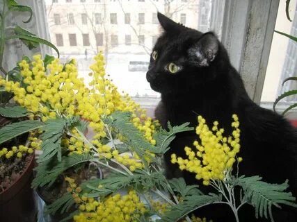 Мимоза для кошек