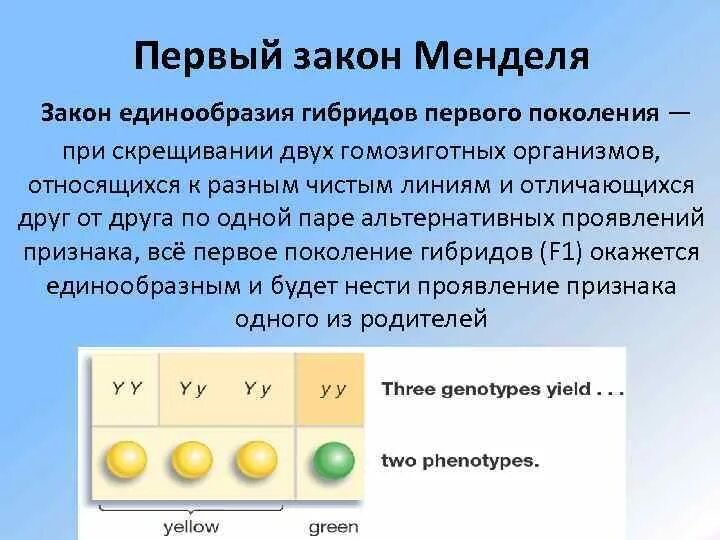 Первое правило гибридов первого поколения. Первый закон Менделя закон единообразия гибридов первого поколения. Закон единообразия гибридов первого поколения. Первый закон Менделя - закон единообразия. Первый закон Менделя закон единообразия первого поколения это.