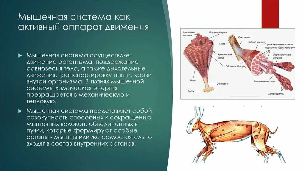 Морфология сельскохозяйственных животных. Остеология методичка. миология коровы. презентация остеология животных.