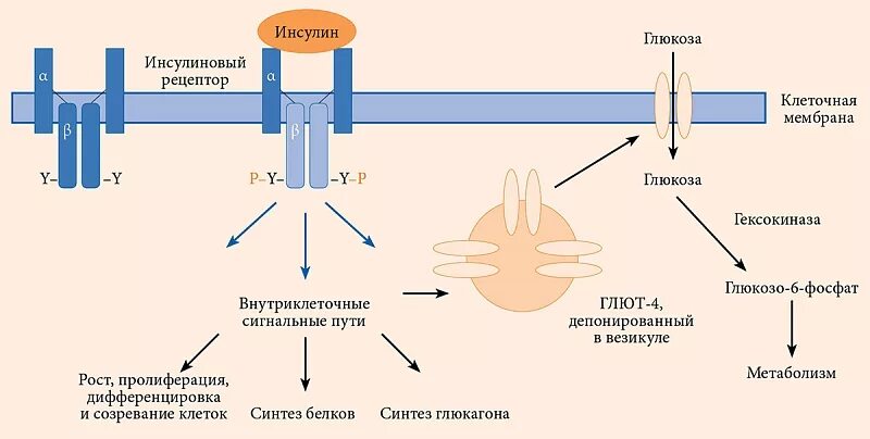 Путь рецептора. Рецептор инсулина и механизм действия. механизм действия инсулинового рецептора биохимия. схема рецептора инсулина. сигнальный путь инсулина.