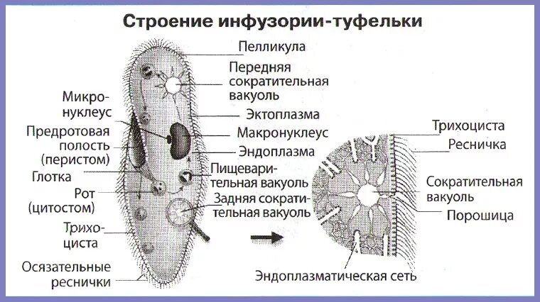 Инфузория строение рисунок. Пелликула инфузории. Строение инфузории подробно. Инфузория туфелька пелликула. Инфузория туфелька строение.