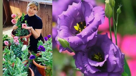 Как лучше посадить эустому