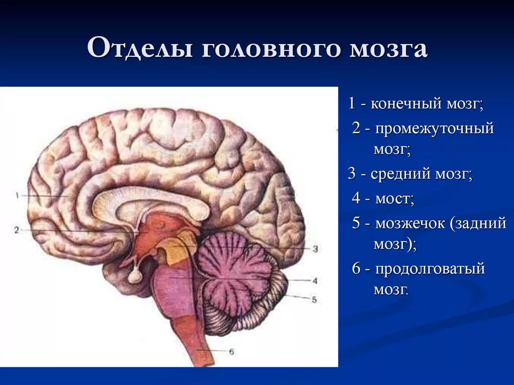 Топография отделов головного мозга. Отделы головного мозга снизу вверх. Строение головного мозга 5 отделов. Головной мозг состоит из 5 отделов.