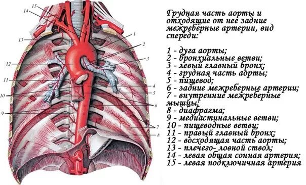 Сосуды нисходящей аорты. Париетальные ветви грудной аорты. париетальные и висцеральные ветви грудной аорты. висцеральные ветви (артерии) грудной аорты. висцеральные ветви грудной аорты кровоснабжают.