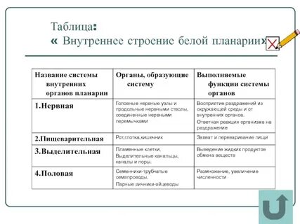 Сравнительная характеристика гидры и белой планарии таблица
