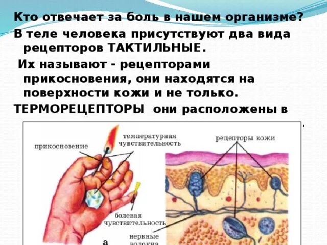 Терморецепторы кожи. Температурные рецепторы кожи. Рецепторы кожи реагирующие на. Тактильные рецепторы кожи.