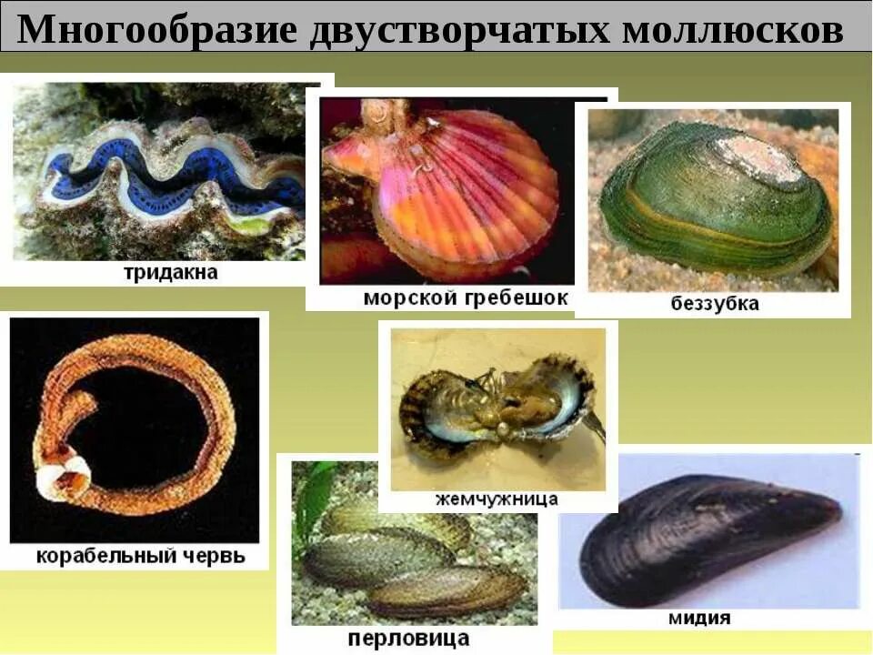 Перечислить классы моллюсков. Двустворчатые моллюски представители. Беззубка, перловица, мидии, устрицы, гребешки.. Представители класса двустворчатые. Тип моллюски класс двустворчатые представители.