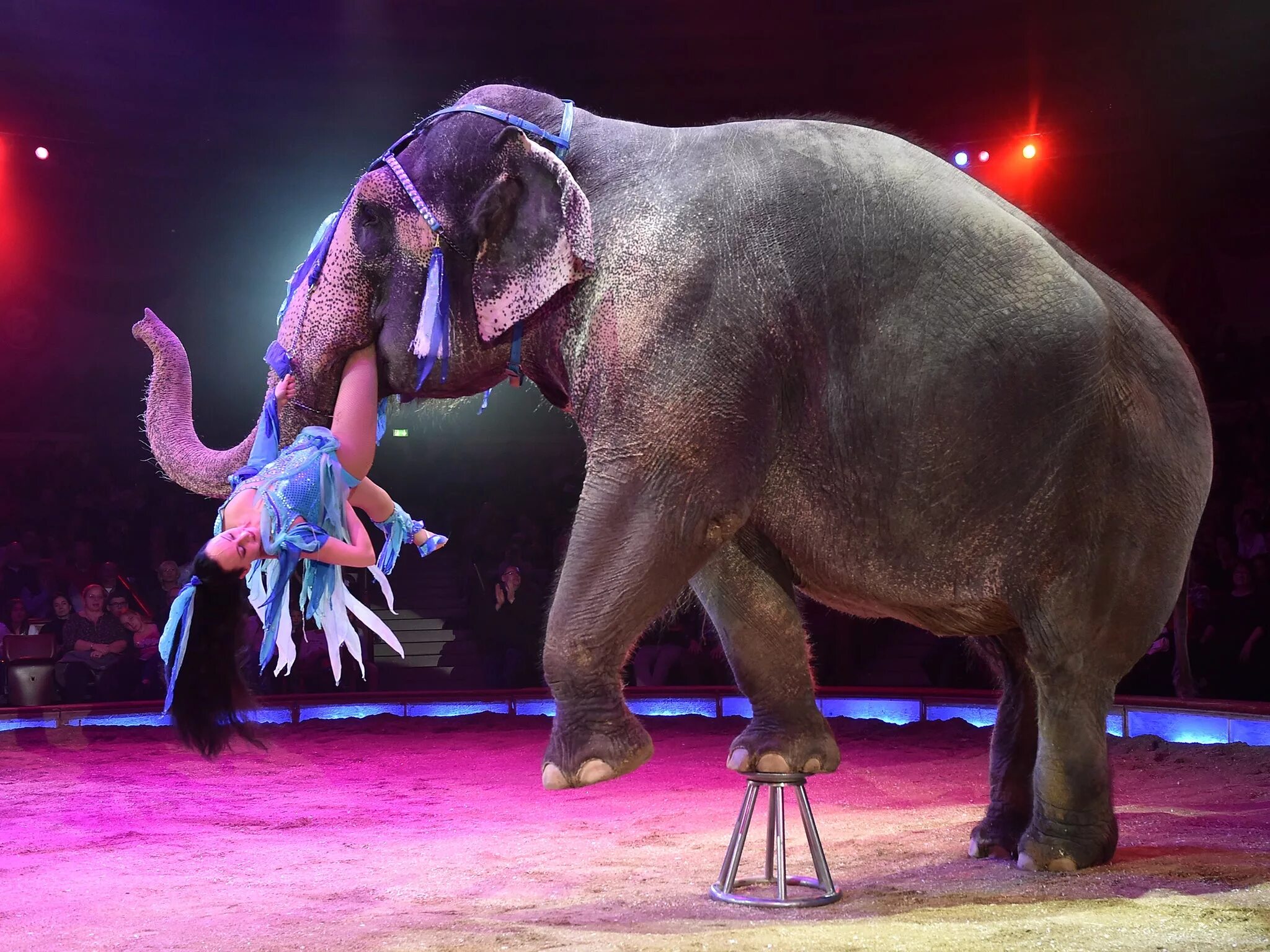 Танец слоники. Животные в цирке. Слоны в цирке. Звери в цирке. Цирк с животными.