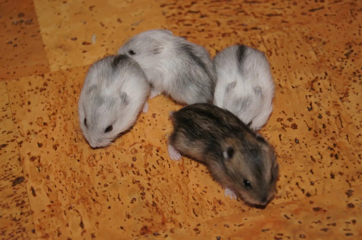 Джунгарские хомяки (phodopus sungorus). Карликовый хомяк джунгарский. Джунгарский хомяк отзывы. Джунгарский хомяк отзывы. Джунгарский хомяк отзывы.