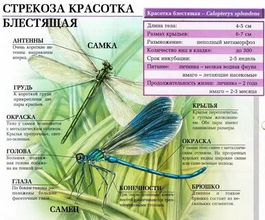 Стрекоза каталог