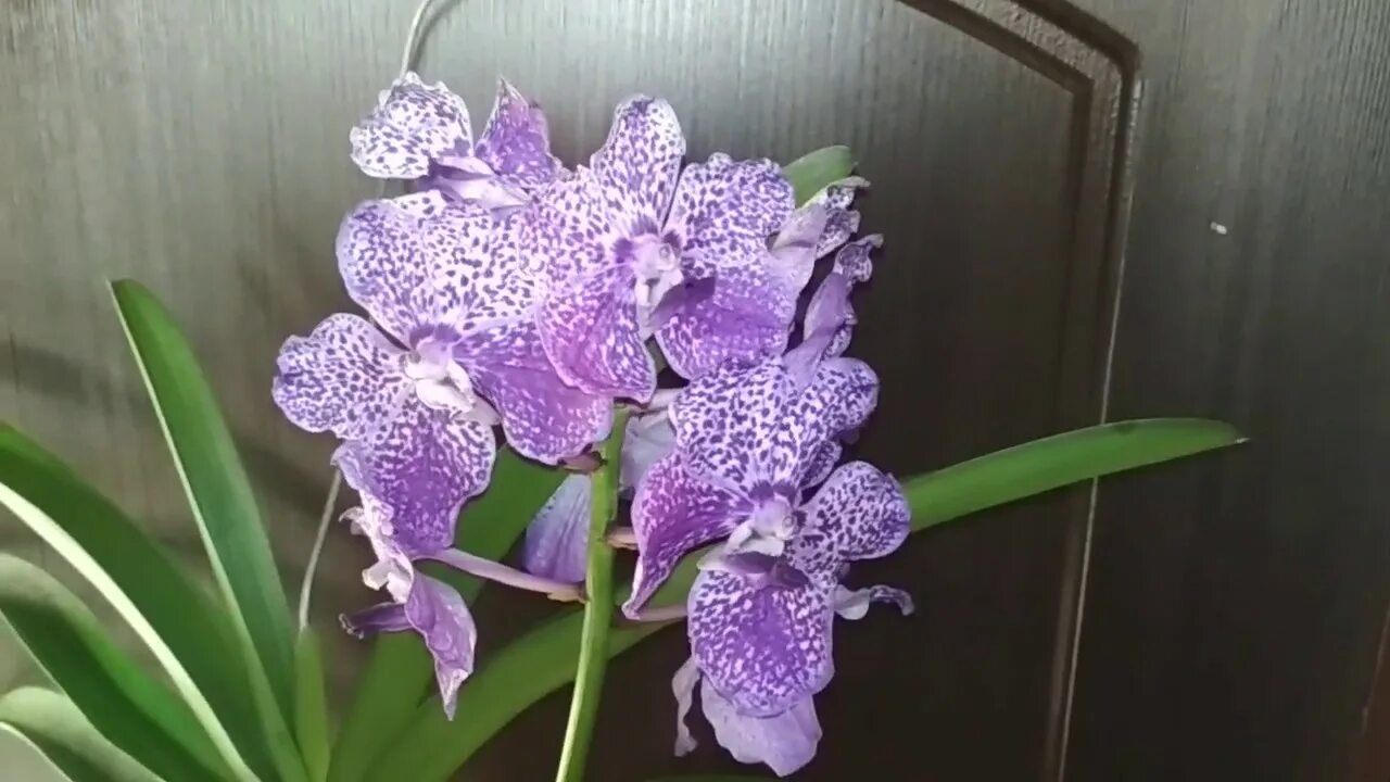 Авито орхидеи нижний