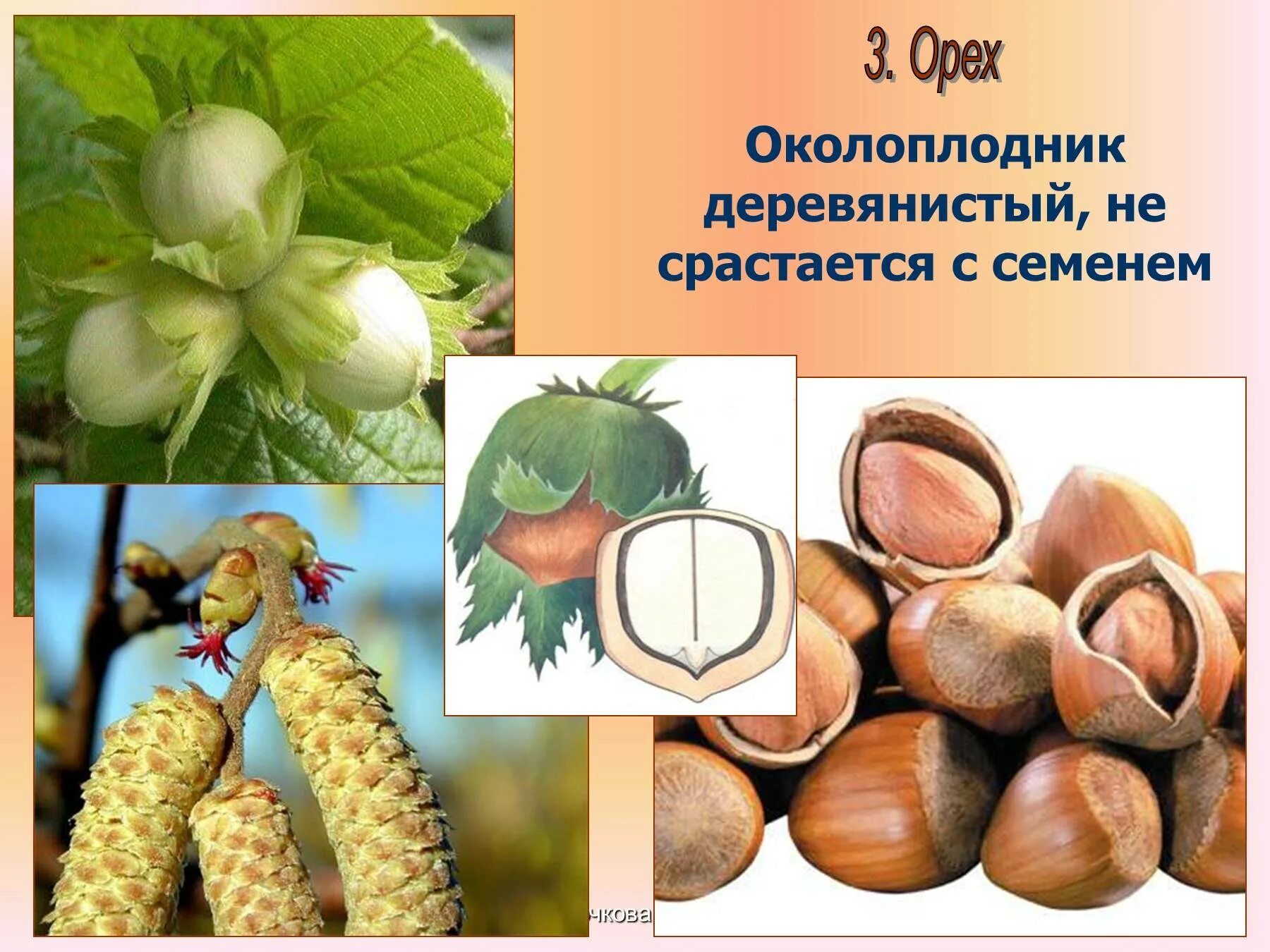 Орех околоплодник