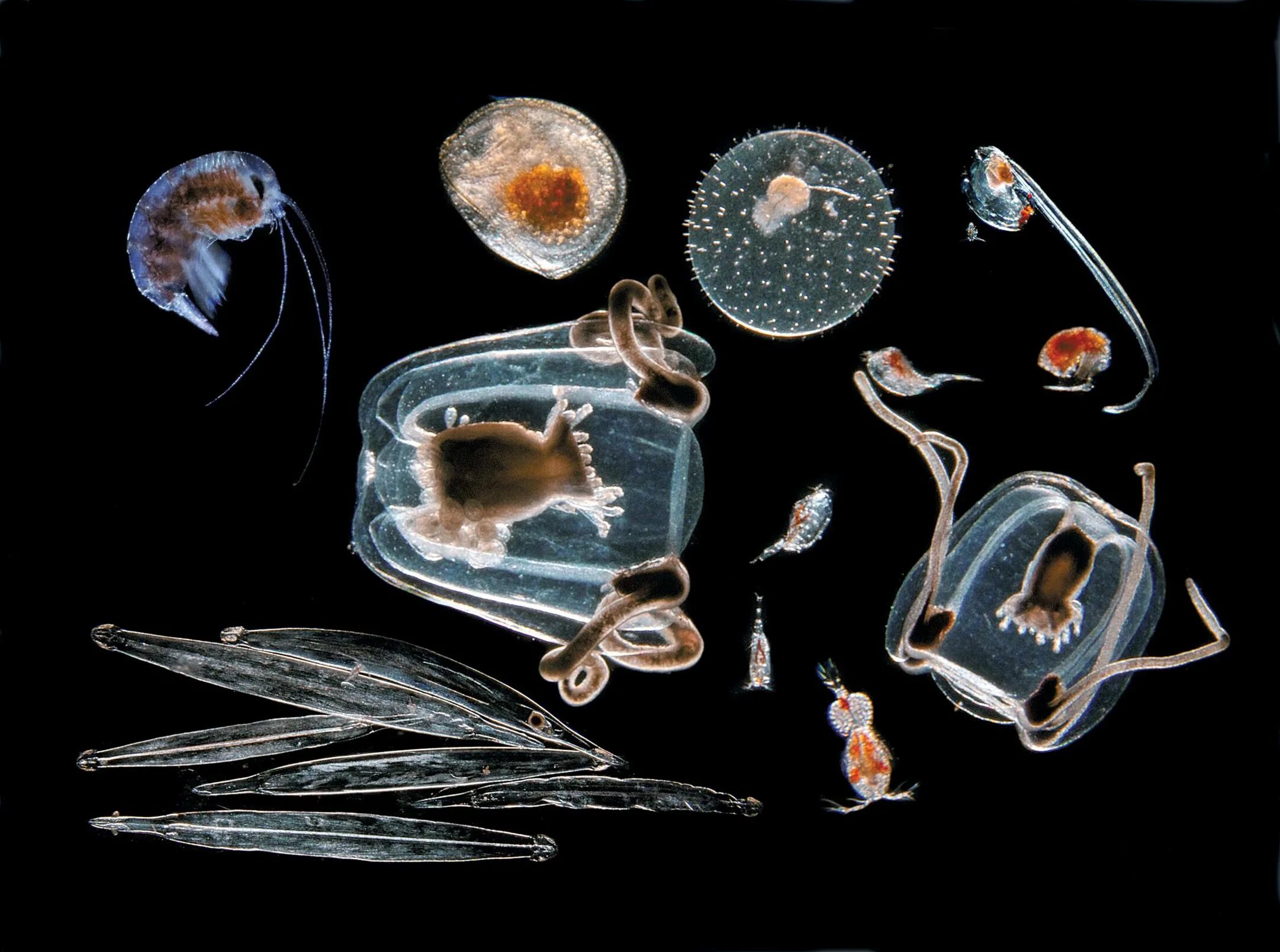 Зоопланктон и фитопланктон. Зоопланктоны ракообразные. Планктон фито зоопланктон. Планктонная личинка.