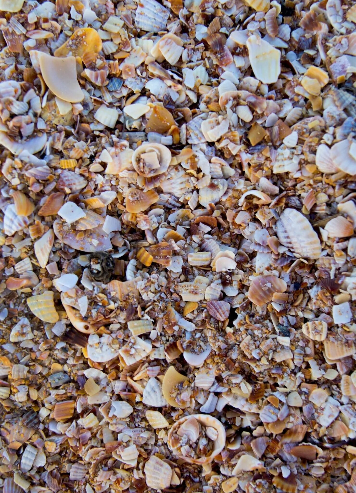 Broken shells