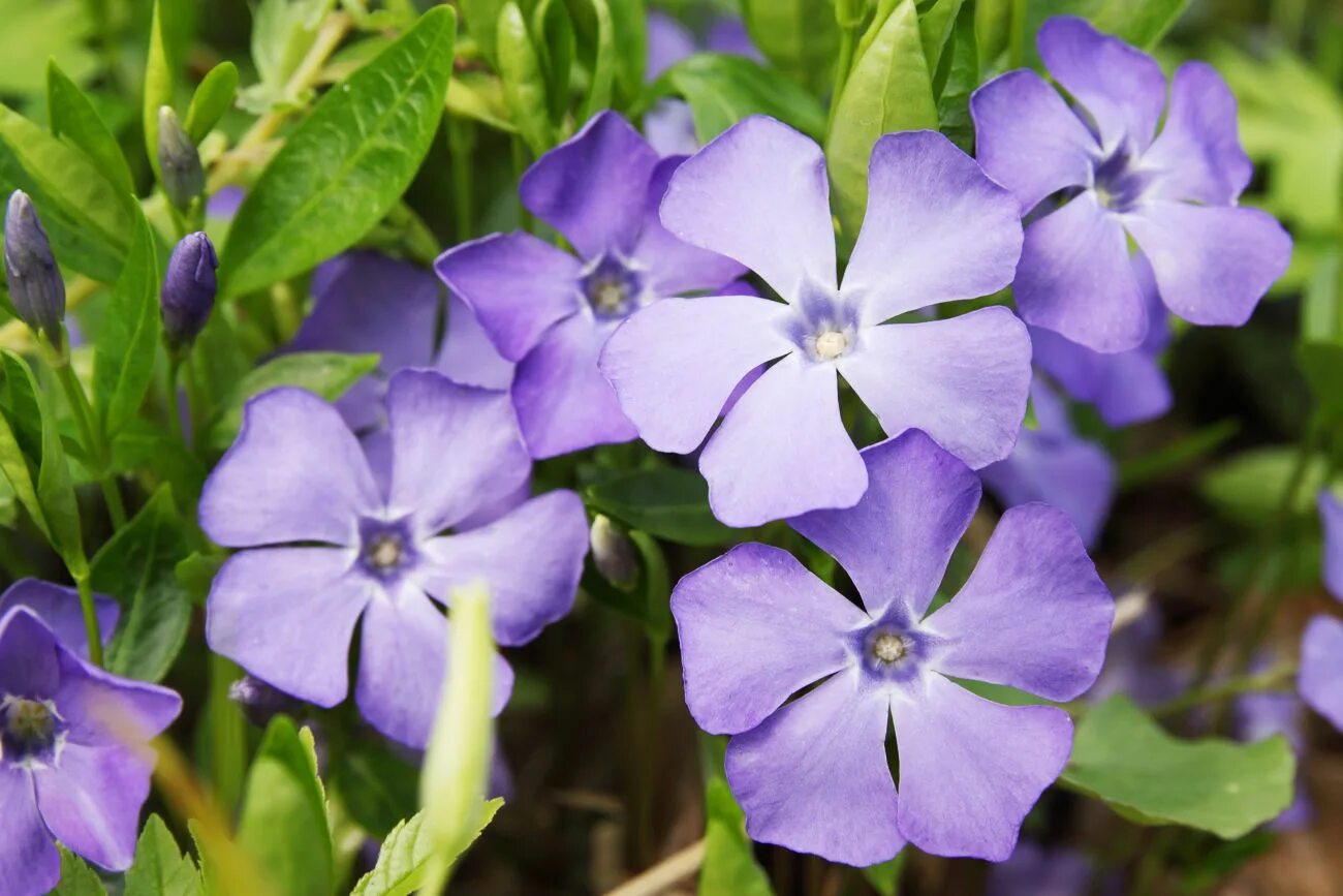 Барвинок травянистый. Барвинок Vinca Minor. Барвинок малый цветок. Барвинок остролистный.