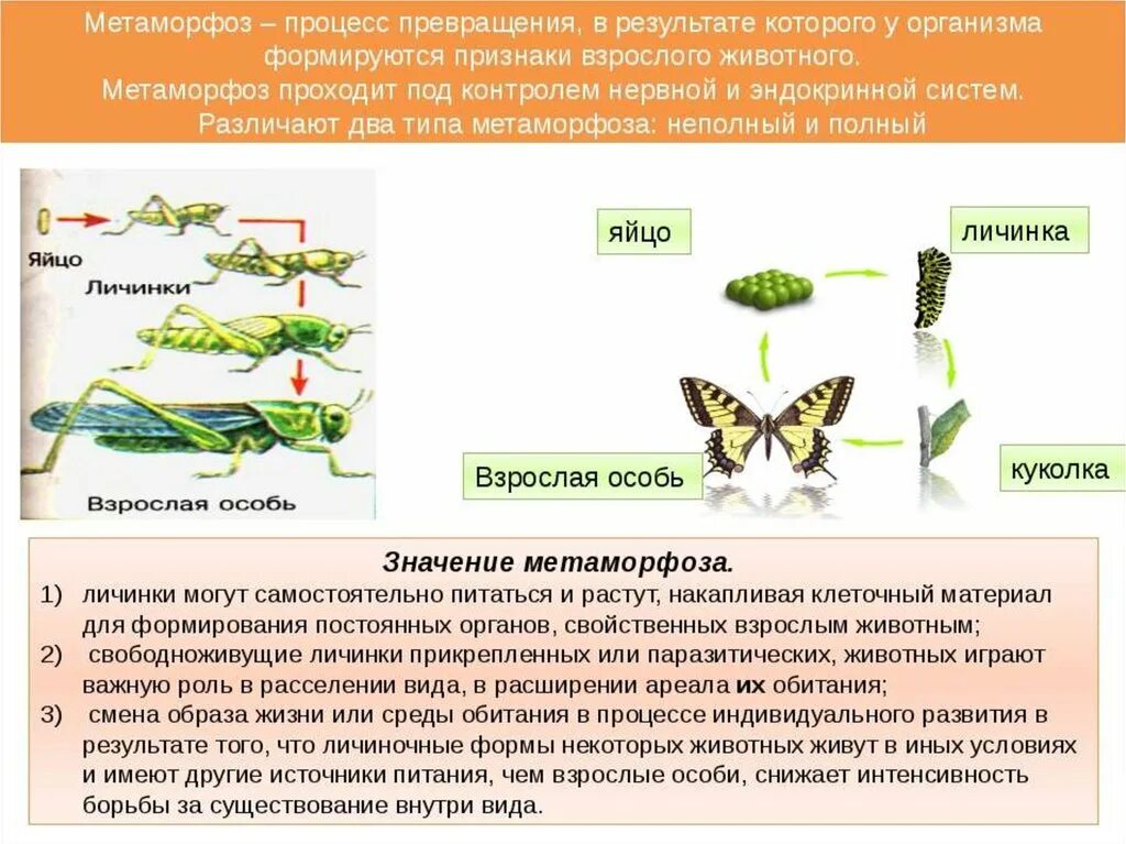 Метаморфоз это превращение. Полное и неполное превращение. Развитие с метафармозом это. Метаморфоз с полным превращением. Полный и неполный метаморфоз.