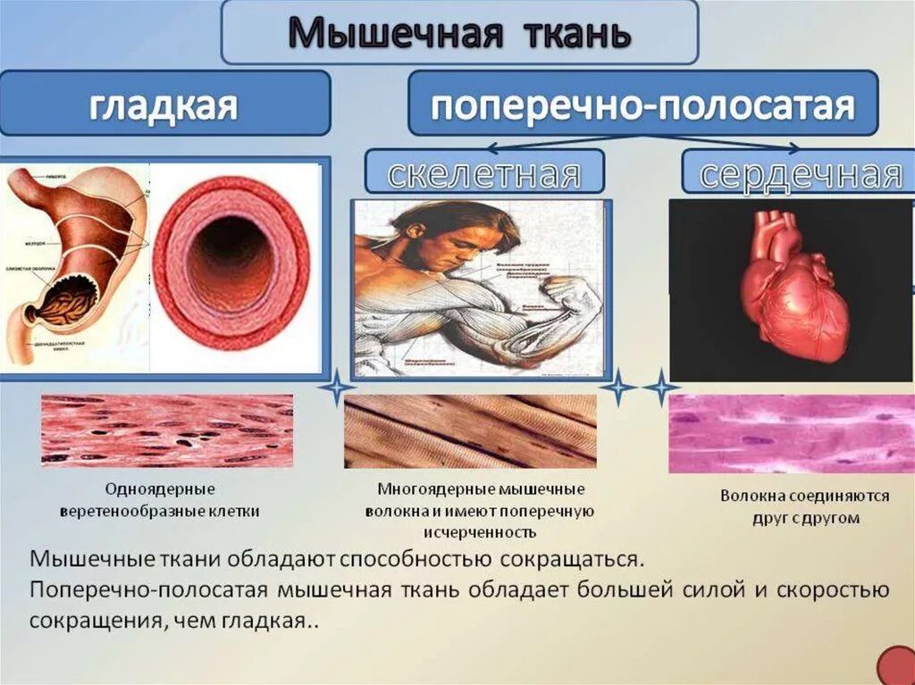 Мышечная ткань. Мыщци поперечно полосатык и глад. Гладкие и поперечно полосатые мышцы. Гладкая и поперечно полосатая мышечная ткань. Поперечнополосатая скелетная мышечная ткань функция