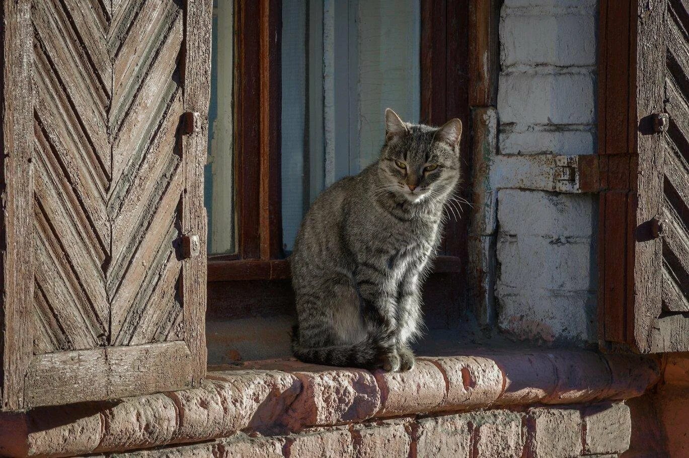 Кошка сидит. Деревенские коты. Серый деревенский кот. Деревенское окно с кошкой. Поговорим на пороге