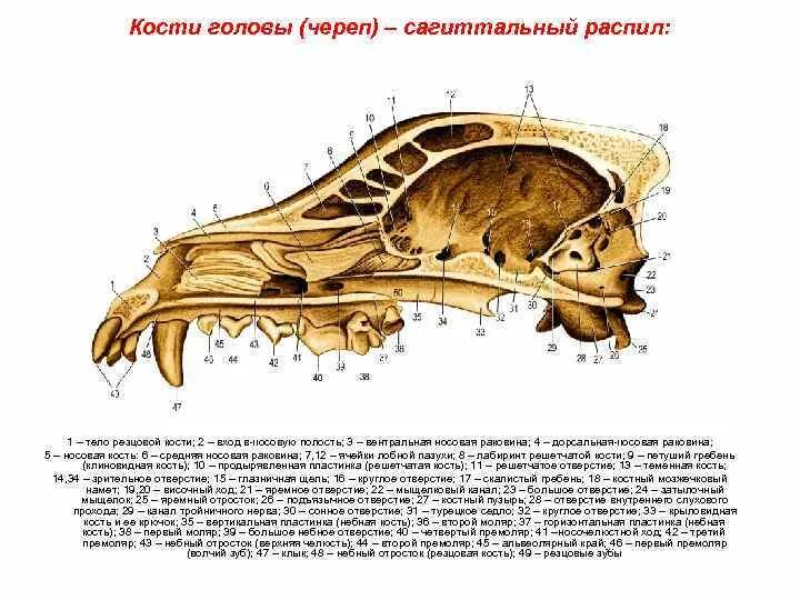 Сагиттальный распил черепа анатомия коровы. Носовая полость собаки анатомия. Сагиттальный распил черепа собаки. Анатомия черепа собаки решетчатая кость. Ореховидный гребень