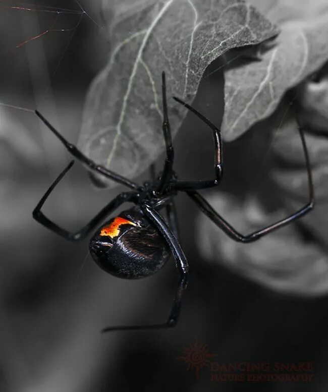 У какого паука черная паутина. Черная вдова паук. Чёрная вдова паук паутина. Чёрная вдова паук паутина черная. Черная вдова паук Эстетика.