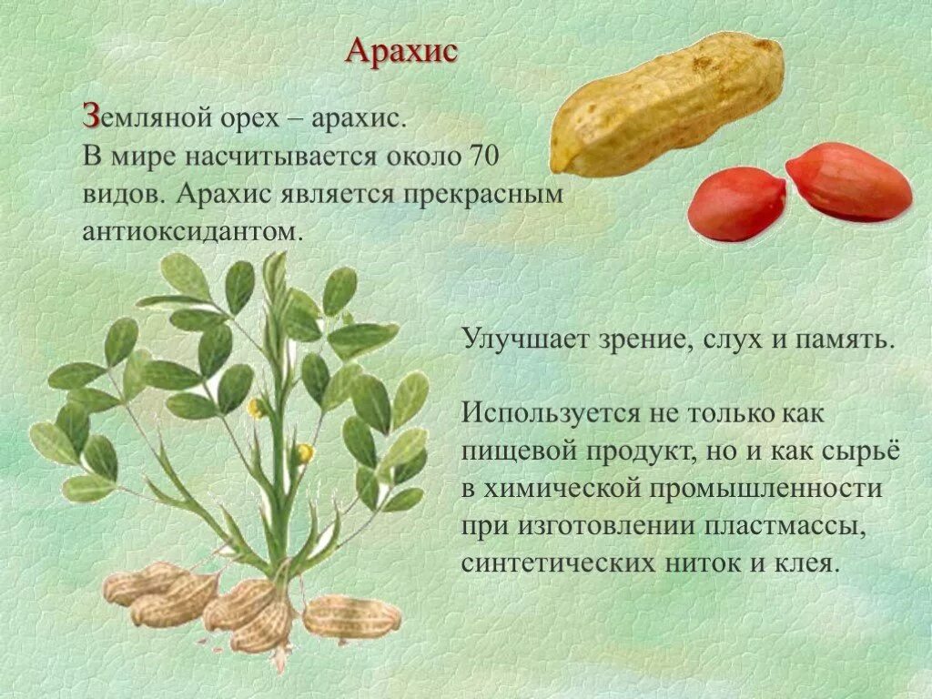 Чем полезен арахис. Арахис польза. Польза арахиса для организма. Земляной орех польза и вред.