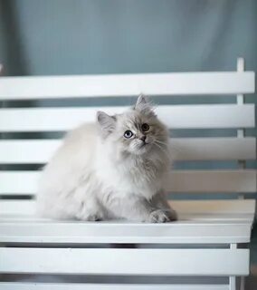 Невские кошки характер