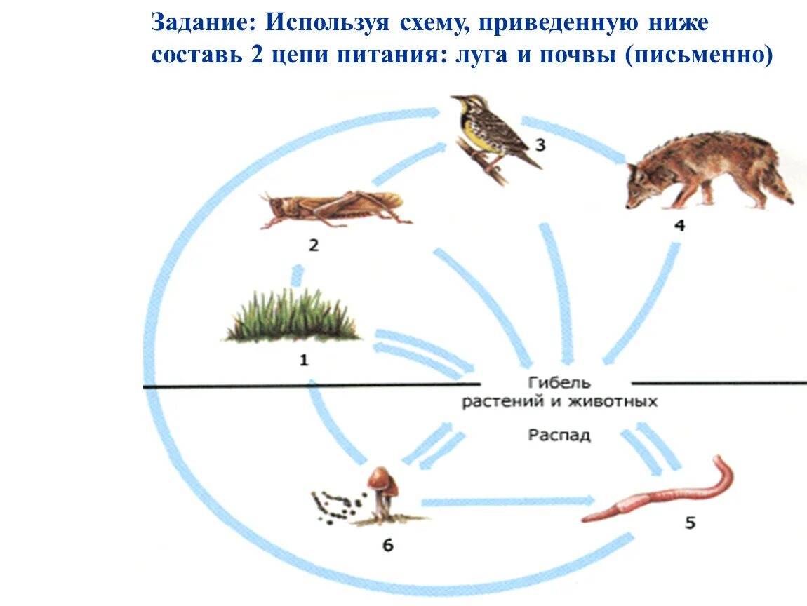 Цепь питания луга 5 класс биология. 2 Цепи питания луг и почва. Цепь питания Луга 3 класс. Цепь питания Луга 3 класс окружающий мир. Пищевая цепь экосистемы Луга.