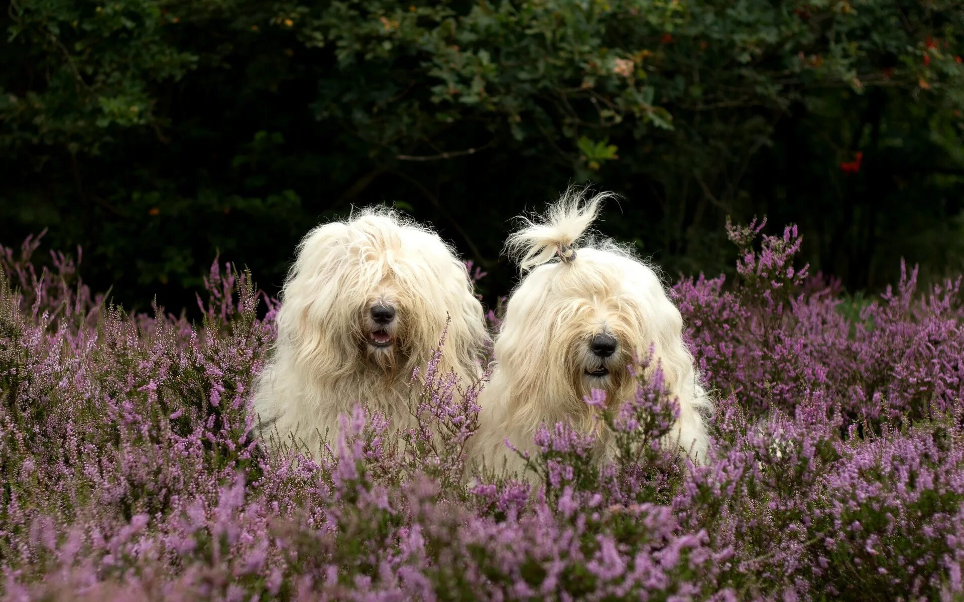 венгерская пастушья собака пули. снится лохматая собака. лабрадудль длинношерстный. бобтейл овчарка. южнорусская овчарка и бобтейл.