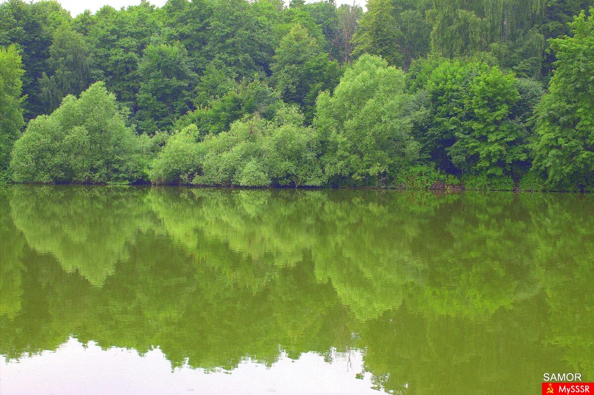 салтыковка пруд. салтыковка улица чернышевского. салтыковка пруд. озеро тарелочка в салтыковке.