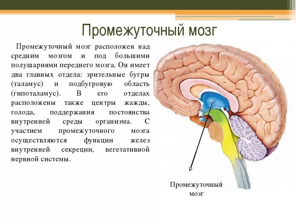 череп арвака скайрим карта. скайрим каирн душ страницы джиуба. органов грудной клетки (легкие и органы средостения),. скайрим 5 карта каирна душ. где находится стр.