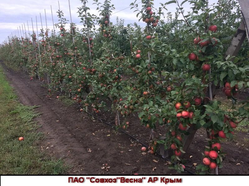 земляничная малина саженцы. нижнегорский плодопитомник саженцы. питомник саженцев. нижнегорский плодопитомник в крыму. нижнегорский питомник саженцев в крыму.