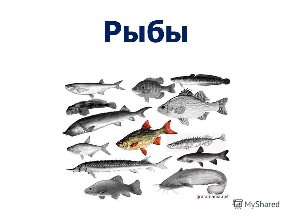 Примеры группы рыбы. Группы рыб. Тема рыбы. Морские рыбы фото с названиями для детей.