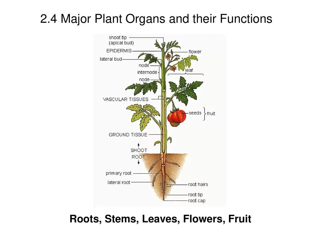 Functions of plants. Transportation in plants. substance transport in plants. transpiration in plants. in a plant.