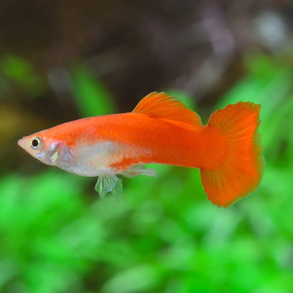 гуппи рыбки. живородящие аквариумные рыбки гуппи. живородящие аквариумные рыбки гуппи. гуппи золотая кобра. пецилии аквариумные рыбки живородящие.