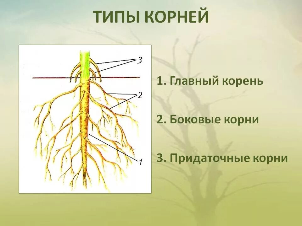 Корень внешнее и внутреннее строение корня. Строение . Функции . Типы корневых систем. Строение корня придаточные корни. Придаточные корни и боковые корни.