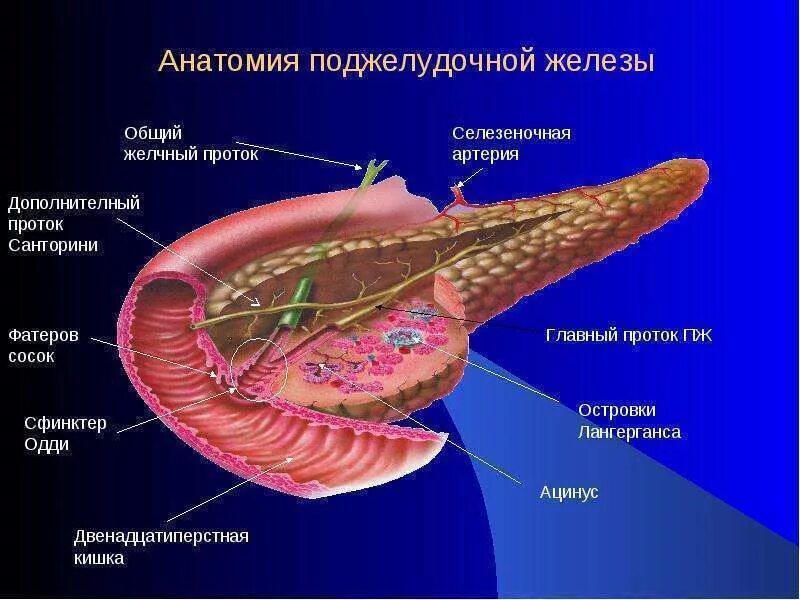 Поджелудочная железа строение и функции. Строение поджелудочной железы человека анатомия. Внешнее строение поджелудочной железы. Внутреннее строение поджелудочной железы. Легкие и поджелудочная железа