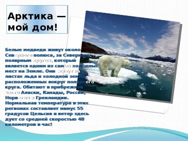 Интересное про белого медведя детям