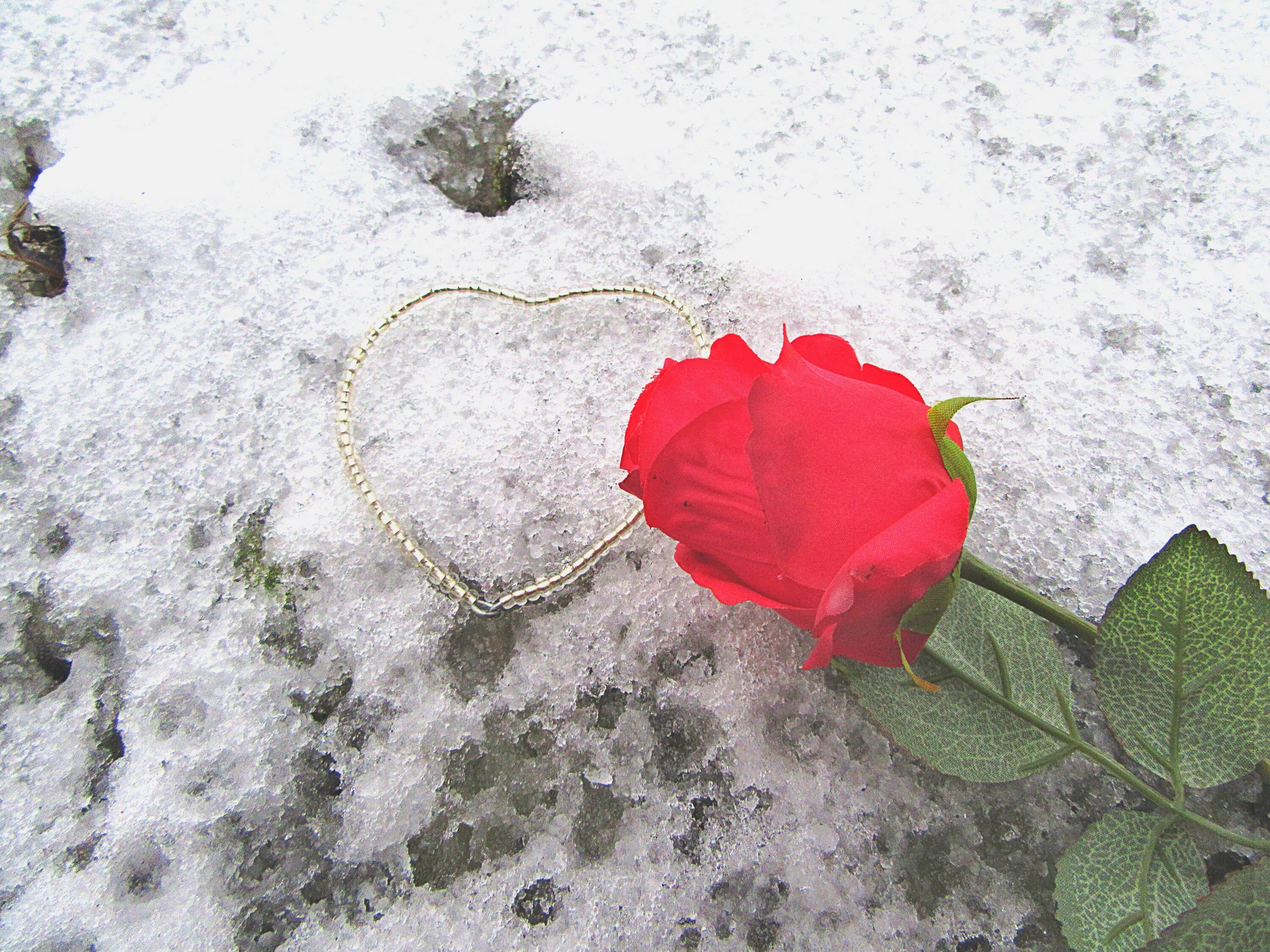Устал роз. Цветы в снегу. Розы на снегу. Розы зимой. Розы на морозе.