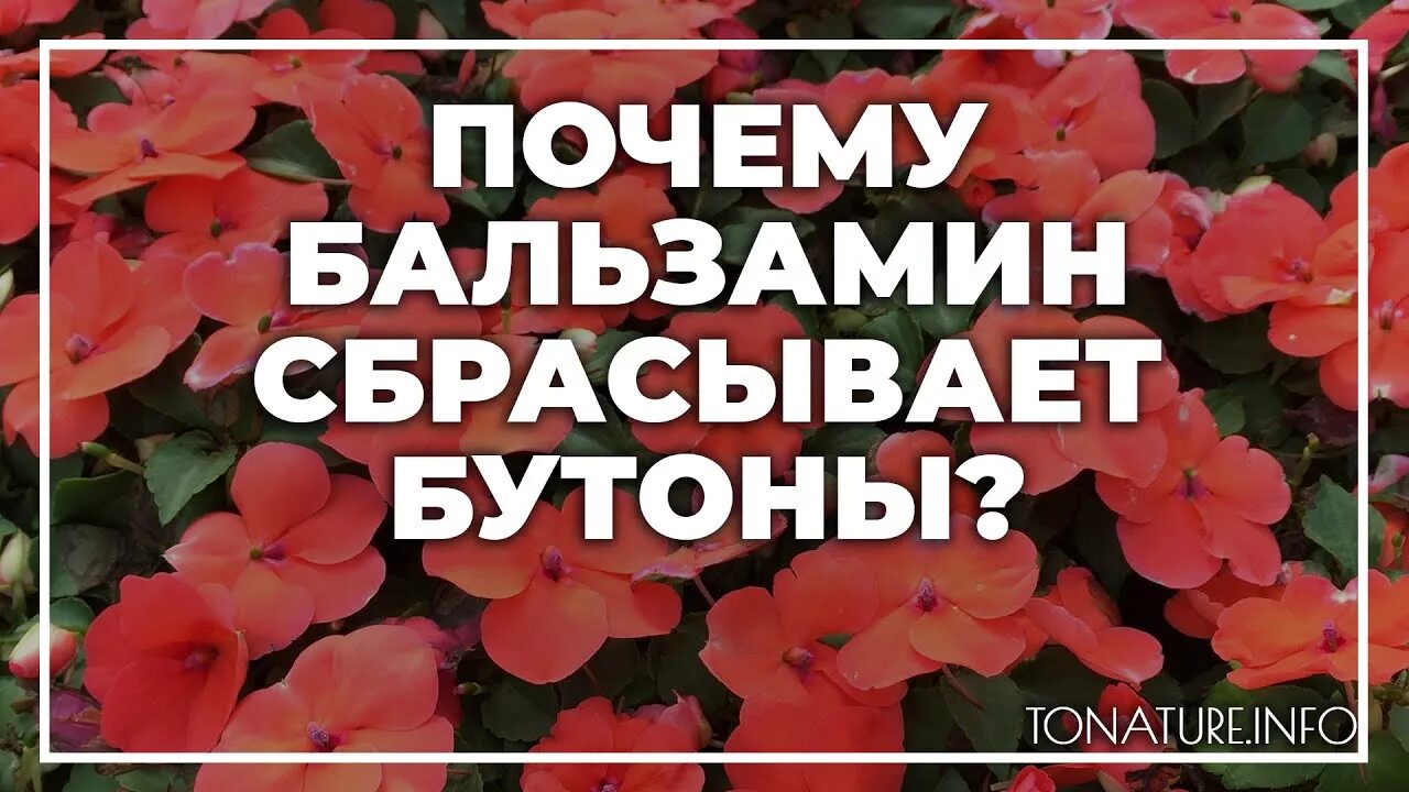Почему у бальзамина не раскрываются бутоны. Бальзамин сбрасывает бутоны. ванька мокрый сбрасывает бутоны. почему бальзамин скидывает бутоны. почему бальзамин сбрасывает нераспустившиеся бутоны.