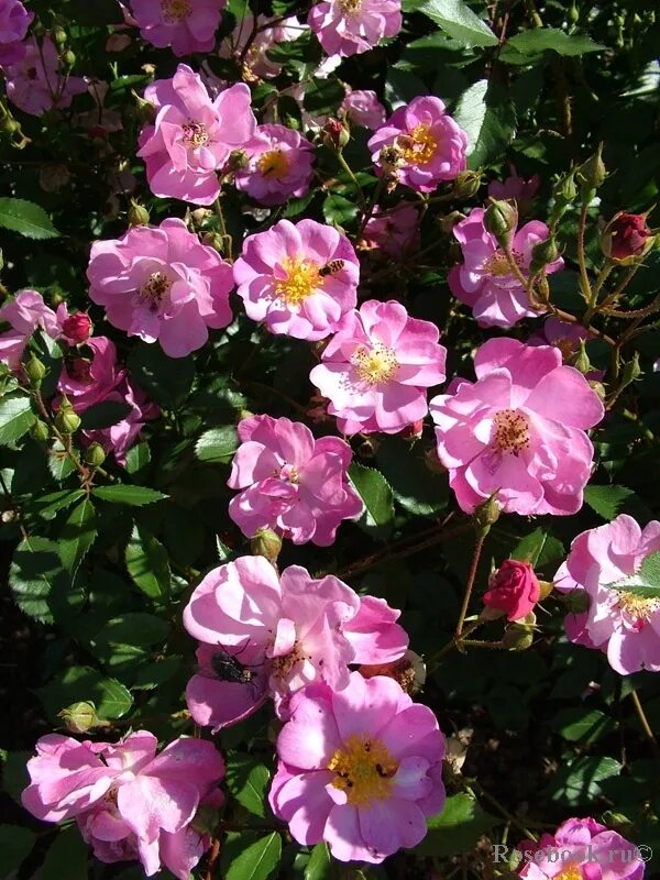 роза лавандер дрим (lavender dream). лавандер дрим (lavender dream). роза почвопокровная лавандер. лавендер дрим. штамб лавендер дрим.