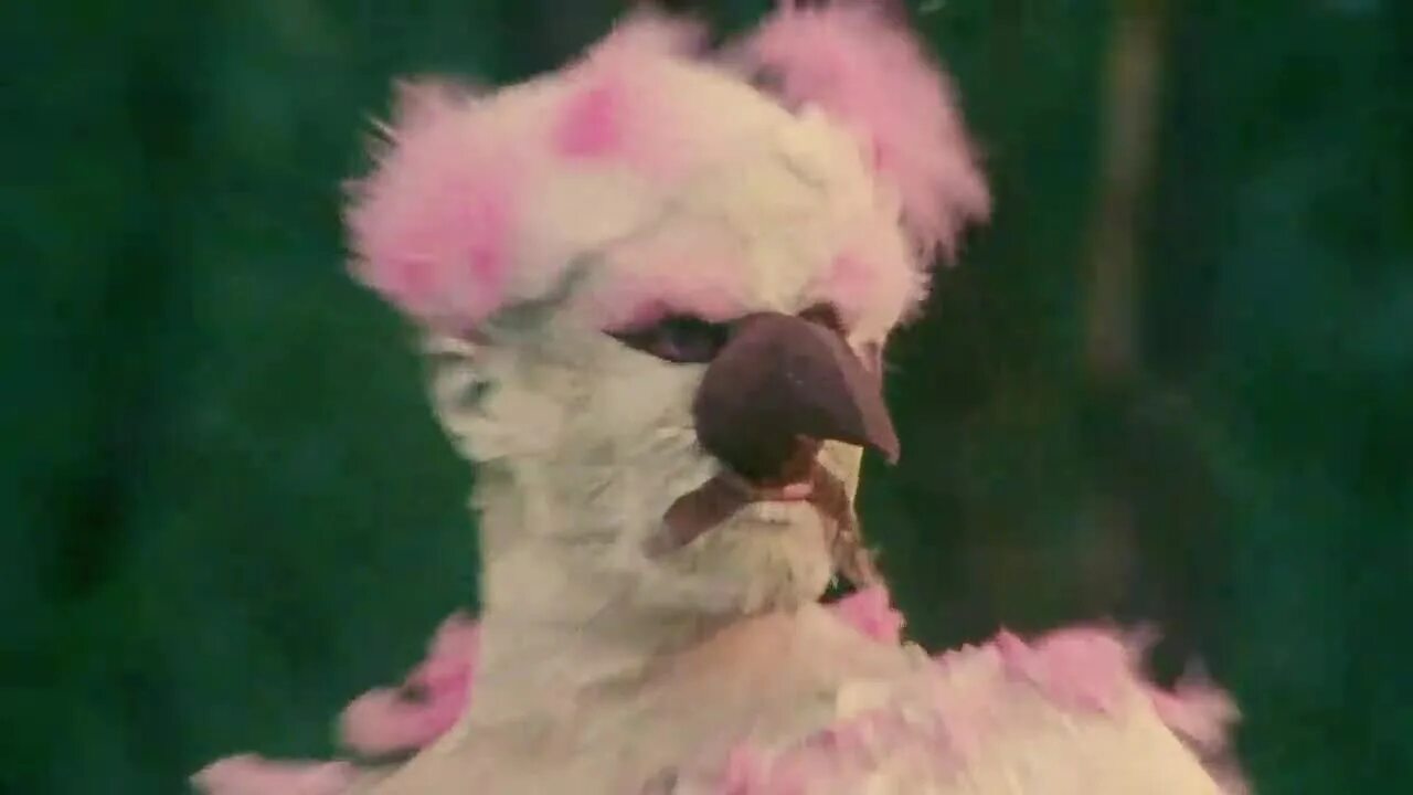 Никита кукушкин розовый фламинго. Кукушкин в клипе розовый фламинго. Новый клип фламинго. Розовый фламинго дитя заката крем сода. Розовый фламинго 2021.