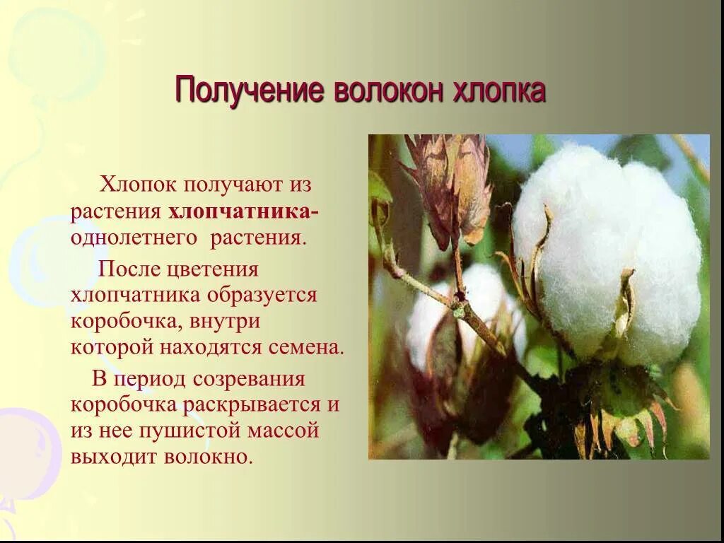 Хлопок волокно. Хлопчатник части растения. Растительные волокна хлопок. Хлопковое волокно получают из. Преимущества хлопка