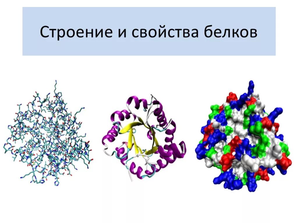 Белки 11 класс биология. Белки химия. Строение белков. Строение белка. Белки биология.