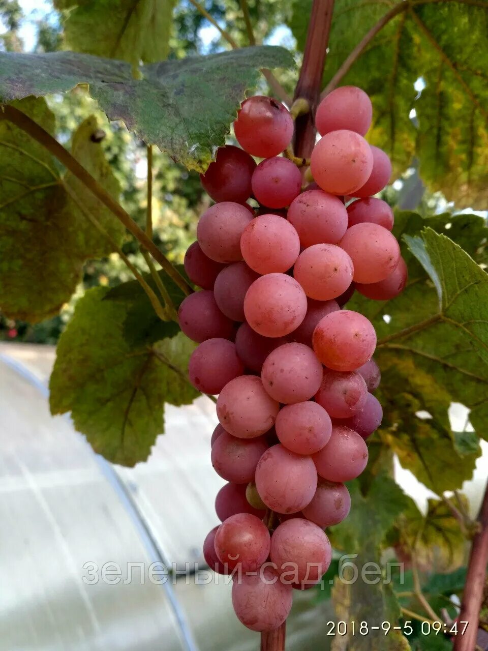 Кишмиш эйнсет сидлис. Эйнсет сидлис сорт винограда. Виноград сорт эйнсет сидлис. Виноград сомерсет сидлис. Кишмиш сомерсет сидлис.