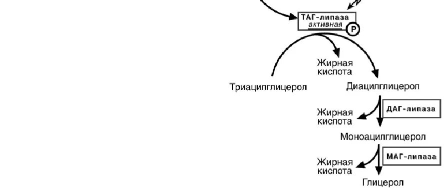 Синтез липазы. Липолиз биохимия схема. Регуляция активности таг липазы. Тканевая липаза активная схема реакции. Схема регуляции активности таг-липазы.