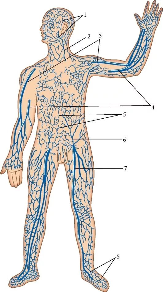 Венозно-сосудистая система. Венозная система туловища. Венозная система человека анатомия. Вены человека.